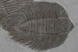 Killer, Double Arctinurus Trilobite Plate - Middleport, New York #219930-2